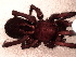  ( - MACN_Ar_40449-2)  @11 [ ] CreativeCommons  Attribution Non-Commercial Share-Alike (2022) Unspecified Museo Argentino de Ciencias Naturales