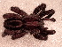  ( - MACN_Ar_40449)  @11 [ ] CreativeCommons  Attribution Non-Commercial Share-Alike (2022) Unspecified Museo Argentino de Ciencias Naturales