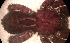  ( - MACN_Ar_40705)  @11 [ ] CreativeCommons  Attribution Non-Commercial Share-Alike (2022) Unspecified Museo Argentino de Ciencias Naturales