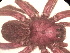  ( - MACN_Ar_40757)  @11 [ ] CreativeCommons  Attribution Non-Commercial Share-Alike (2022) Unspecified Museo Argentino de Ciencias Naturales