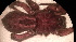  ( - MACN_Ar_40759-1)  @11 [ ] CreativeCommons  Attribution Non-Commercial Share-Alike (2022) Unspecified Museo Argentino de Ciencias Naturales