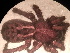  ( - MACN_Ar_40759)  @11 [ ] CreativeCommons  Attribution Non-Commercial Share-Alike (2022) Unspecified Museo Argentino de Ciencias Naturales