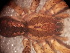  ( - MACN_Ar_41940)  @11 [ ] CreativeCommons  Attribution Non-Commercial Share-Alike (2022) Unspecified Museo Argentino de Ciencias Naturales