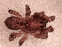  ( - MACN_Ar_41957)  @11 [ ] CreativeCommons  Attribution Non-Commercial Share-Alike (2022) Unspecified Museo Argentino de Ciencias Naturales