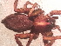  ( - MACN_Ar_43168-1)  @11 [ ] CreativeCommons  Attribution Non-Commercial Share-Alike (2022) Unspecified Museo Argentino de Ciencias Naturales