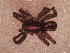  ( - MACN_Ar_43183-1)  @11 [ ] CreativeCommons  Attribution Non-Commercial Share-Alike (2022) Unspecified Museo Argentino de Ciencias Naturales