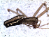  (Dubiaranea sp - MAI 4135-1357)  @11 [ ] CreativeCommons - Attribution Non-Commercial Share-Alike (2013) Matias A. Izquierdo Museo Argentino de Ciencias Naturales