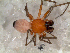  (Sphecozone sp - MAI4010)  @11 [ ] CreativeCommons - Attribution Non-Commercial Share-Alike (2013) Matias A. Izquierdo Museo Argentino de Ciencias Naturales