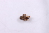  (Tasata sp - MJR-1632)  @11 [ ] CreativeCommons - Attribution Non-Commercial Share-Alike (2015) Unspecified Museo Argentino de Ciencias Naturales