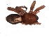  (Hypodrassodes isopus - MJR-2095)  @11 [ ] CreativeCommons  Attribution Non-Commercial Share-Alike (2015) Unspecified Museo Argentino de Ciencias Naturales