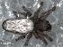  (Cybaeolus rastellus - MLB 04415)  @11 [ ] CreativeCommons - Attribution Non-Commercial Share-Alike (2015) Mariana L. Barone Museo Argentino de Ciencias Naturales