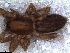  ( - MLB 04167)  @11 [ ] Copyright (2014) Victoria I. Werenkraut Museo Argentino de Ciencias Naturales