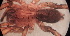  ( - VchLNP-2254)  @11 [ ] CreativeCommons  Attribution Non-Commercial Share-Alike (2022) Unspecified Museo Argentino de Ciencias Naturales
