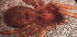  ( - VchLNP-2310)  @11 [ ] CreativeCommons  Attribution Non-Commercial Share-Alike (2022) Unspecified Museo Argentino de Ciencias Naturales