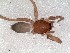  (Hypodrassodes sp. indet - vchGFA-0011)  @11 [ ] CreativeCommons  Attribution Non-Commercial Share-Alike (2015) Unspecified Museo Argentino de Ciencias Naturales