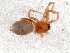  (Tivodrassus farias - vchGFA-0013)  @11 [ ] CreativeCommons  Attribution Non-Commercial Share-Alike (2015) Unspecified Museo Argentino de Ciencias Naturales
