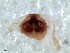  (Trichothyse cf. indet - vchGFA-0027)  @11 [ ] CreativeCommons  Attribution Non-Commercial Share-Alike (2015) Unspecified Museo Argentino de Ciencias Naturales
