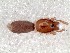  (Prodidomus indet - vchGFA-0028)  @11 [ ] CreativeCommons  Attribution Non-Commercial Share-Alike (2015) Unspecified Museo Argentino de Ciencias Naturales