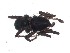  ( - vchGFA-0038)  @11 [ ] CreativeCommons  Attribution Non-Commercial Share-Alike (2015) Unspecified Museo Argentino de Ciencias Naturales