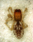  ( - MLB-00274)  @12 [ ] CreativeCommons - Attribution Non-Commercial Share-Alike (2012) Mariana L. Barone Museo Argentino de Ciencias Naturales