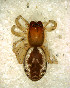  ( - MLB-00302)  @14 [ ] CreativeCommons - Attribution Non-Commercial Share-Alike (2012) Mariana L. Barone Museo Argentino de Ciencias Naturales