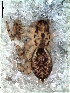  ( - MLB-00340)  @13 [ ] CreativeCommons - Attribution Non-Commercial Share-Alike (2012) Mariana L. Barone Museo Argentino de Ciencias Naturales