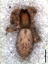  ( - MLB-00329)  @12 [ ] CreativeCommons - Attribution Non-Commercial Share-Alike (2012) Mariana L. Barone Museo Argentino de Ciencias Naturales