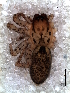  ( - MLB-00337)  @13 [ ] CreativeCommons - Attribution Non-Commercial Share-Alike (2012) Mariana L. Barone Museo Argentino de Ciencias Naturales