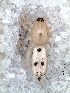  ( - MLB-00354)  @12 [ ] CreativeCommons - Attribution Non-Commercial Share-Alike (2012) Mariana L. Barone Museo Argentino de Ciencias Naturales