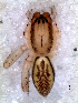  ( - MLB-00327)  @12 [ ] CreativeCommons - Attribution Non-Commercial Share-Alike (2012) Mariana L. Barone Museo Argentino de Ciencias Naturales