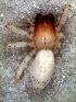  ( - MLB-00318)  @12 [ ] CreativeCommons - Attribution Non-Commercial Share-Alike (2012) Mariana L. Barone Museo Argentino de Ciencias Naturales