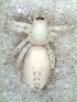  ( - MLB-00316)  @12 [ ] CreativeCommons - Attribution Non-Commercial Share-Alike (2012) Mariana L. Barone Museo Argentino de Ciencias Naturales