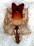  ( - MLB-00305)  @13 [ ] CreativeCommons - Attribution Non-Commercial Share-Alike (2012) Mariana L. Barone Museo Argentino de Ciencias Naturales