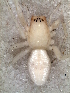  ( - MLB-00323)  @12 [ ] CreativeCommons - Attribution Non-Commercial Share-Alike (2012) Mariana L. Barone Museo Argentino de Ciencias Naturales