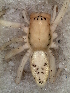  (Philisca ornata - MLB-00307)  @14 [ ] CreativeCommons - Attribution Non-Commercial Share-Alike (2012) Mariana L. Barone Museo Argentino de Ciencias Naturales