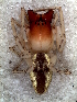  ( - MLB-00313)  @13 [ ] CreativeCommons - Attribution Non-Commercial Share-Alike (2012) Mariana L. Barone Museo Argentino de Ciencias Naturales