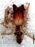  ( - MLB-00310)  @12 [ ] CreativeCommons - Attribution Non-Commercial Share-Alike (2012) Mariana L. Barone Museo Argentino de Ciencias Naturales