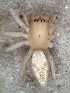  ( - MLB-00322)  @14 [ ] CreativeCommons - Attribution Non-Commercial Share-Alike (2012) Mariana L. Barone Museo Argentino de Ciencias Naturales