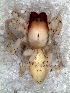  ( - MLB-00314)  @12 [ ] CreativeCommons - Attribution Non-Commercial Share-Alike (2012) Mariana L. Barone Museo Argentino de Ciencias Naturales