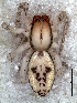  ( - MLB-00317)  @14 [ ] CreativeCommons - Attribution Non-Commercial Share-Alike (2012) Mariana L. Barone Museo Argentino de Ciencias Naturales