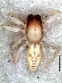  ( - MLB-00306)  @12 [ ] CreativeCommons - Attribution Non-Commercial Share-Alike (2012) Mariana L. Barone Museo Argentino de Ciencias Naturales