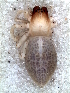  ( - MLB-00308)  @13 [ ] CreativeCommons - Attribution Non-Commercial Share-Alike (2012) Mariana L. Barone Museo Argentino de Ciencias Naturales