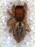  ( - MLB-00258)  @13 [ ] CreativeCommons - Attribution Non-Commercial Share-Alike (2012) Mariana L. Barone Museo Argentino de Ciencias Naturales