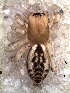  ( - MLB-00262)  @14 [ ] CreativeCommons - Attribution Non-Commercial Share-Alike (2012) Mariana L. Barone Museo Argentino de Ciencias Naturales