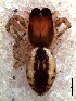  ( - MLB-00280)  @14 [ ] CreativeCommons - Attribution Non-Commercial Share-Alike (2012) Mariana L. Barone Museo Argentino de Ciencias Naturales