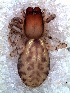  ( - MLB-00286)  @14 [ ] CreativeCommons - Attribution Non-Commercial Share-Alike (2012) Mariana L. Barone Museo Argentino de Ciencias Naturales