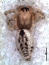  ( - MLB-00300)  @14 [ ] CreativeCommons - Attribution Non-Commercial Share-Alike (2012) Mariana L. Barone Museo Argentino de Ciencias Naturales