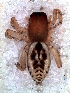  ( - MLB-00270)  @13 [ ] CreativeCommons - Attribution Non-Commercial Share-Alike (2012) Mariana L. Barone Museo Argentino de Ciencias Naturales