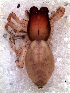  ( - MLB-00275)  @14 [ ] CreativeCommons - Attribution Non-Commercial Share-Alike (2012) Mariana L. Barone Museo Argentino de Ciencias Naturales