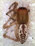  ( - MLB-00277)  @12 [ ] CreativeCommons - Attribution Non-Commercial Share-Alike (2012) Mariana L. Barone Museo Argentino de Ciencias Naturales